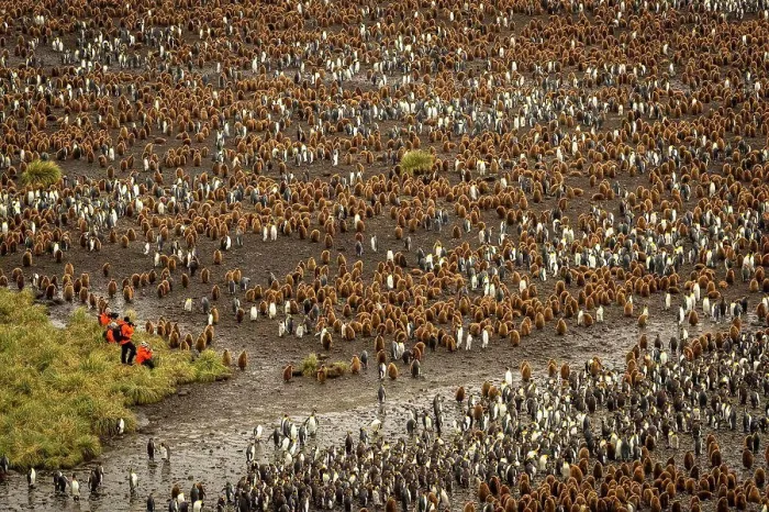 Framed Print : Tourists for scale, King Penguins (Aptenodytes patagonicus) at Salisbury Plain, South Georgia