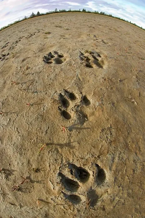 Framed Print : Tracks of Timber wolf (Canis lupus) in mud at the shores of Hudson Bay Framed Print : Tracks of Timber wolf (Canis lupus) in mud at the shores of Hudson Bay