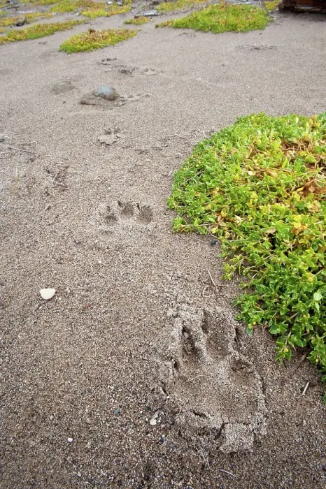 Framed Print : Tracks of Timber wolf (Canis lupus) along sandy beach at the shores of Hudson Bay Framed Print : Tracks of Timber wolf (Canis lupus) along sandy beach at the shores of Hudson Bay