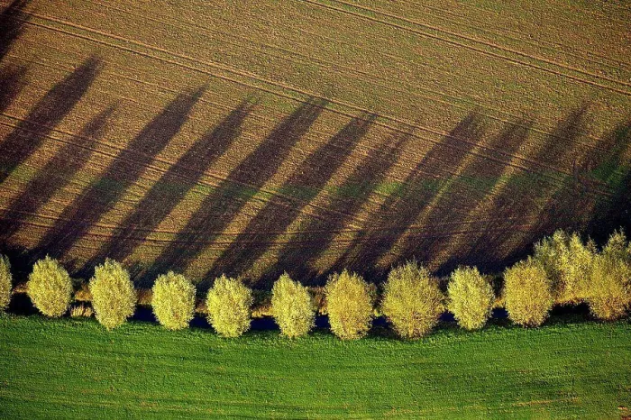 Framed Print : Tree row with shadow in autumn, aerial view of Duisburg, Ruhr area Framed Print : Tree row with shadow in autumn, aerial view of Duisburg, Ruhr area