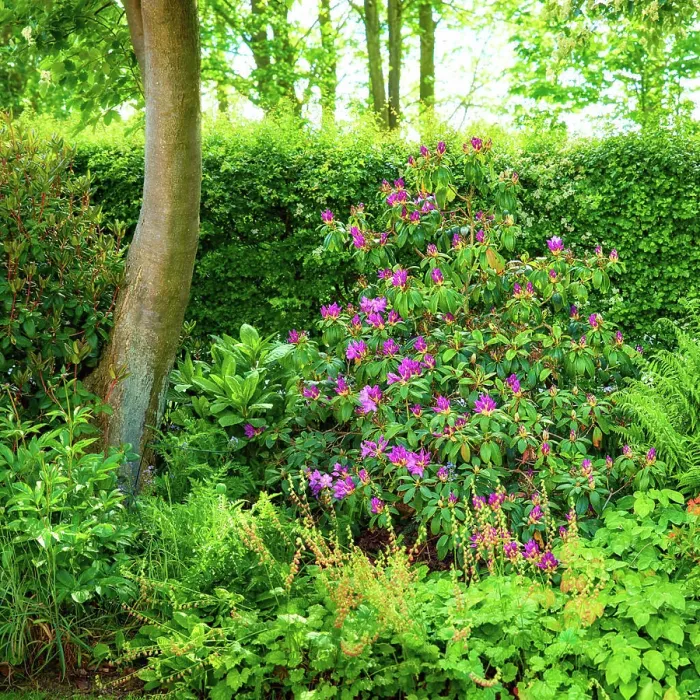 Framed Print : Trees, flowers and blossom in garden Framed Print : Trees, flowers and blossom in garden