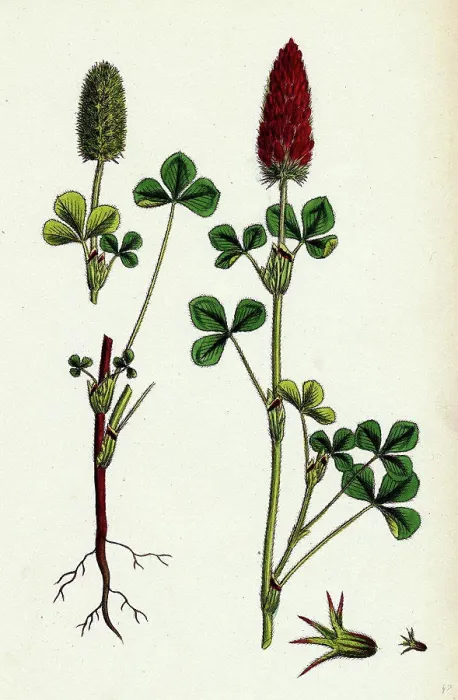 Framed Print : Trifolium eu-incarnatum; Crimson Clover Framed Print : Trifolium eu-incarnatum; Crimson Clover
