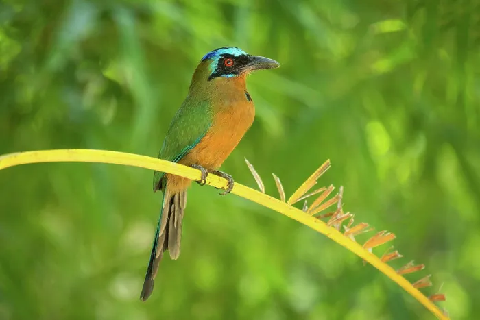Framed Print : Trinidad Motmot, aka blue-crowned motmot; Arnos Vale region of Tobago island, Trinidad and Tobago Framed Print : Trinidad Motmot, aka blue-crowned motmot; Arnos Vale region of Tobago island, Trinidad and Tobago