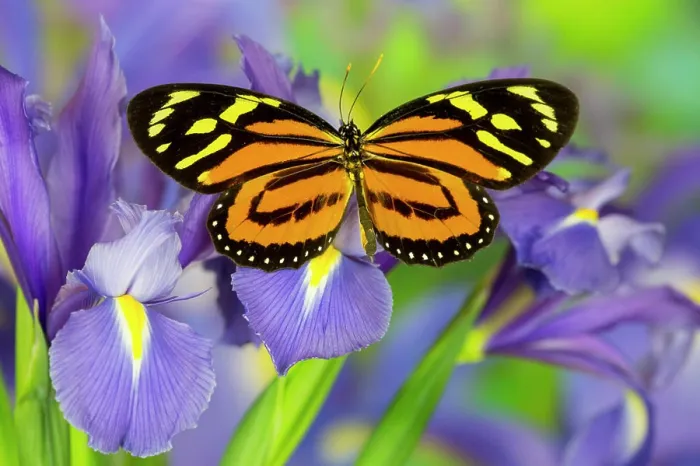 Framed Print : The Tropical Milkweed Butterfly, of Central and South America, Lycorea halia Framed Print : The Tropical Milkweed Butterfly, of Central and South America, Lycorea halia