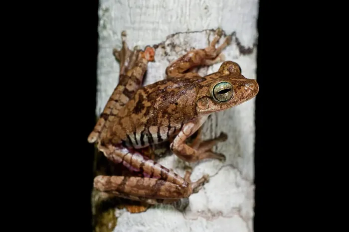 Framed Print : Troschel's Tree Frog or the Convict Tree Frog (Hypsiboas calcaratus) in forest understorey at night Framed Print : Troschel's Tree Frog or the Convict Tree Frog (Hypsiboas calcaratus) in forest understorey at night