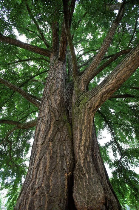 Framed Print : Trunk of a maidenhair tree in a park Strasbourg France Framed Print : Trunk of a maidenhair tree in a park Strasbourg France