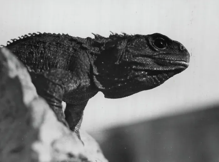 Framed Print : Tuatara ***** A reptile of up to 2 feet in length which ***** numbers on some 16 islands, mostly off the North Auckland Bay of Plenty and Cook Strait. Tuataras once North Island mainland, but have long disappeared. ***** is not a lizard Framed Print : Tuatara ***** A reptile of up to 2 feet in length which ***** numbers on some 16 islands, mostly off the North Auckland Bay of Plenty and Cook Strait. Tuataras once North Island mainland, but have long disappeared. ***** is not a lizard