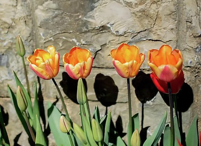 Framed Print : Tulip Flowers Blooming in Spring Season Framed Print : Tulip Flowers Blooming in Spring Season
