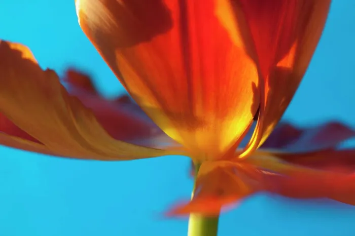 Framed Print : Tulip, Tulipa, Close up studio shot of orange coloured flower