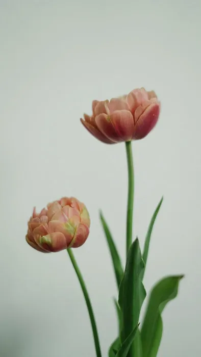 Framed Print : Tulips side profile against plain backdrop Framed Print : Tulips side profile against plain backdrop