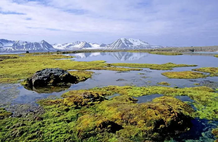 Framed Print : Tundra lake surrounded by mosses, Kongsfjorden, Svalbard Archipelago, Arctic Norway Framed Print : Tundra lake surrounded by mosses, Kongsfjorden, Svalbard Archipelago, Arctic Norway