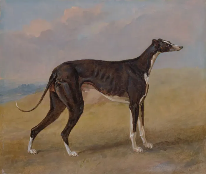 Framed Print : Turk Greyhound Property George Lane Fox George Garrard