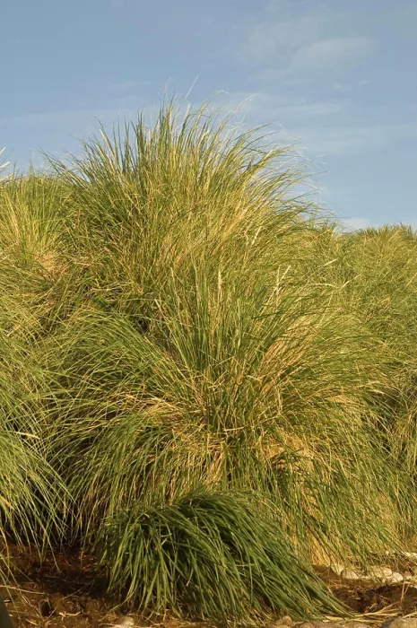 Framed Print : Tussock Grass (Poa flabellata) Kidney Island Framed Print : Tussock Grass (Poa flabellata) Kidney Island