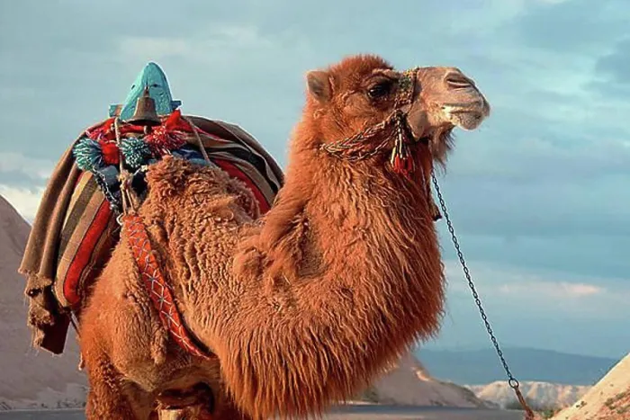 Framed Print : Two-humped Camel, Turkey, Bactrian (Camelus bactrianus) Camel, Asia Framed Print : Two-humped Camel, Turkey, Bactrian (Camelus bactrianus) Camel, Asia