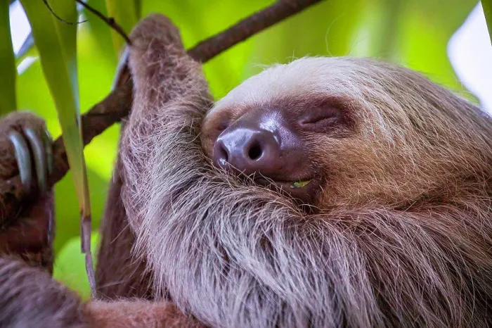 Framed Print : A two-toed sloth sleeps among the leafs