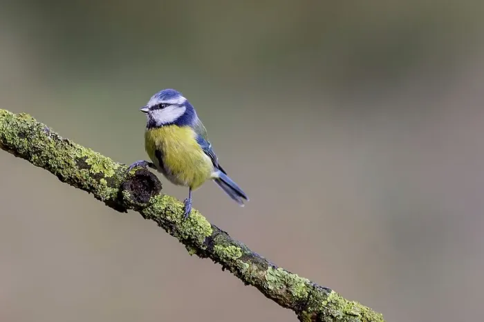 Framed Print : UK, England, Blue Tit (purus caeruleus) on lichen branch