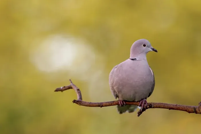 Framed Print : UK, England, Collared Dove (Streptopelia decaocto) on perch
