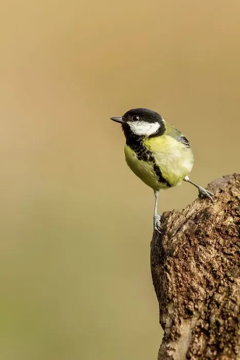 Framed Print : UK, England, Great Tit (Parus major) perching on tree stump Framed Print : UK, England, Great Tit (Parus major) perching on tree stump
