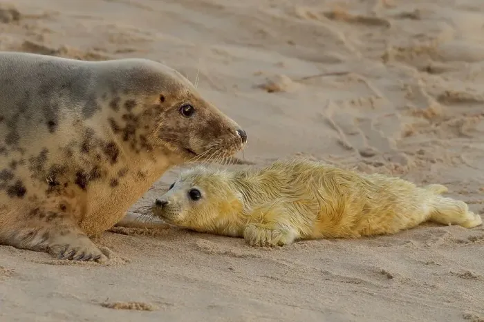 Framed Print : UK, England, Grey Seal (Halichoerus grypus) female and pup