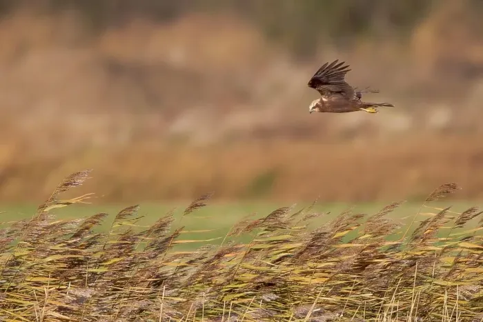 Framed Print : UK, England, Marsh Harrier (Circus aeruginosus) female flying over reedbed Framed Print : UK, England, Marsh Harrier (Circus aeruginosus) female flying over reedbed