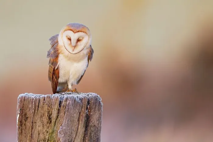 Framed Print : UK, England, Norfolk, Barn Owl (Tyto Alba) sleeping on post frosty morning Framed Print : UK, England, Norfolk, Barn Owl (Tyto Alba) sleeping on post frosty morning