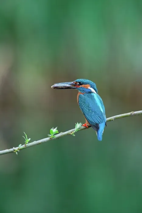 Framed Print : UK, England, Norfolk, Common Kingfisher (Alcedo athis) adult male with fish prey on willow branch Framed Print : UK, England, Norfolk, Common Kingfisher (Alcedo athis) adult male with fish prey on willow branch