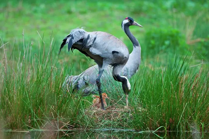 Framed Print : UK, England, Norfolk, Eurasian Crane (Grus grus) breeding pair at nest with chick Framed Print : UK, England, Norfolk, Eurasian Crane (Grus grus) breeding pair at nest with chick