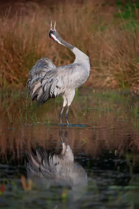 Framed Print : UK, England, Norfolk, Eurasian Crane (Grus grus) calling Framed Print : UK, England, Norfolk, Eurasian Crane (Grus grus) calling