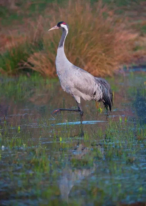 Framed Print : UK, England, Norfolk, Eurasian Crane (Grus grus) wading in pond