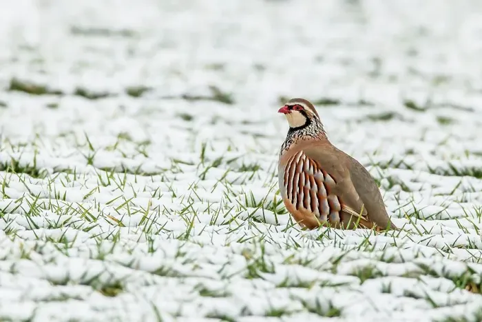 Framed Print : UK, England, Norfolk, Red- Legged Partridge (Alectoris rufa) sitting in snowy field