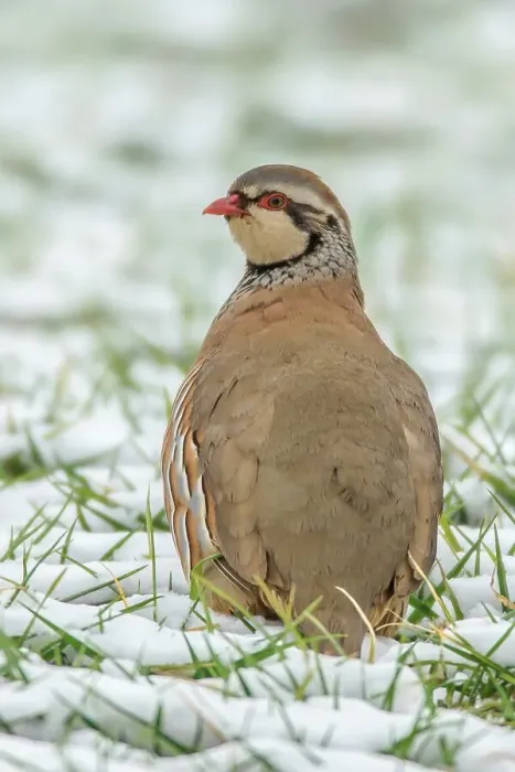 Framed Print : UK, England, Norfolk, Red- Legged Partridge (Alectoris rufa) sitting in snowy field Framed Print : UK, England, Norfolk, Red- Legged Partridge (Alectoris rufa) sitting in snowy field