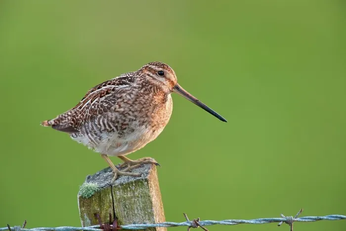 Framed Print : UK, England, Norfolk, Snipe (gallinago gallinago) standing on fence post Framed Print : UK, England, Norfolk, Snipe (gallinago gallinago) standing on fence post