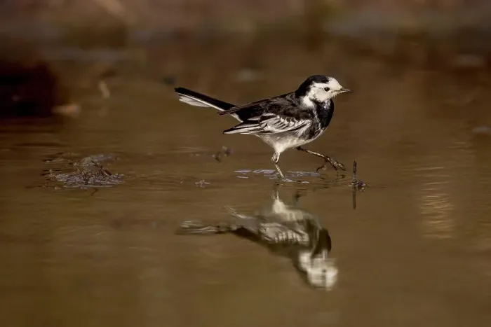 Framed Print : UK, England, Pied Wagtail (Motacilla alba) reflection in water pool Framed Print : UK, England, Pied Wagtail (Motacilla alba) reflection in water pool