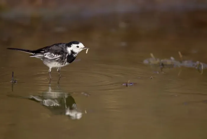 Framed Print : UK, England, Pied Wagtail (Motacilla alba) reflection in water pool