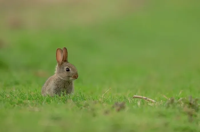 Framed Print : UK, Norfolk, Baby rabbit (Oryctolagus cuniculus) sitting on grass Framed Print : UK, Norfolk, Baby rabbit (Oryctolagus cuniculus) sitting on grass
