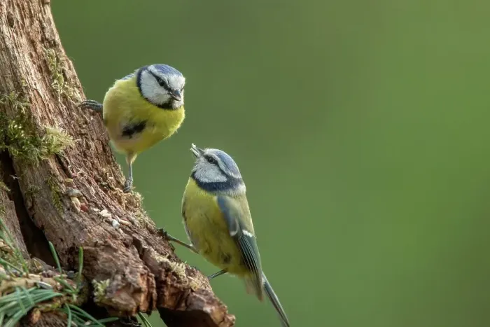 Framed Print : UK, Norfolk, Blue Tit (Purus caeruleus) male feeding female on tree branch