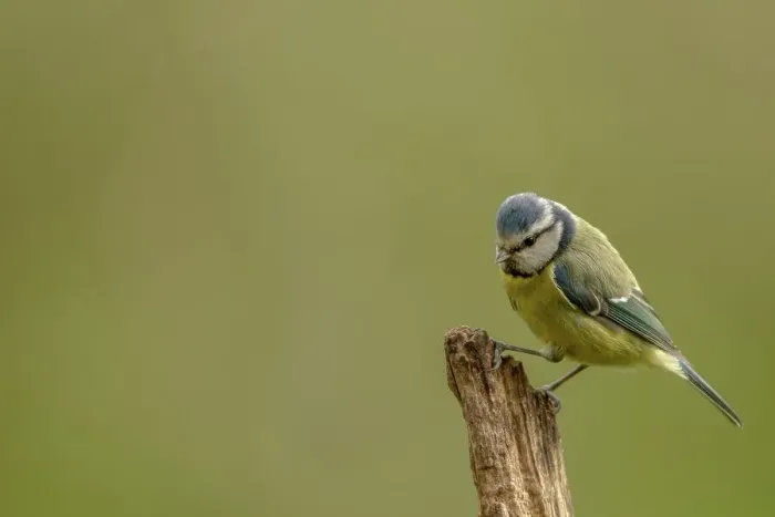 Framed Print : UK, Norfolk, Blue Tit (Purus caeruleus) on tree branch Framed Print : UK, Norfolk, Blue Tit (Purus caeruleus) on tree branch