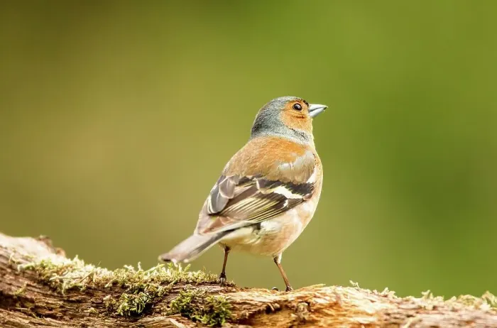 Framed Print : UK, Norfolk, Chaffinch Male (Fringilla coelebs) wood location Isolated background Framed Print : UK, Norfolk, Chaffinch Male (Fringilla coelebs) wood location Isolated background