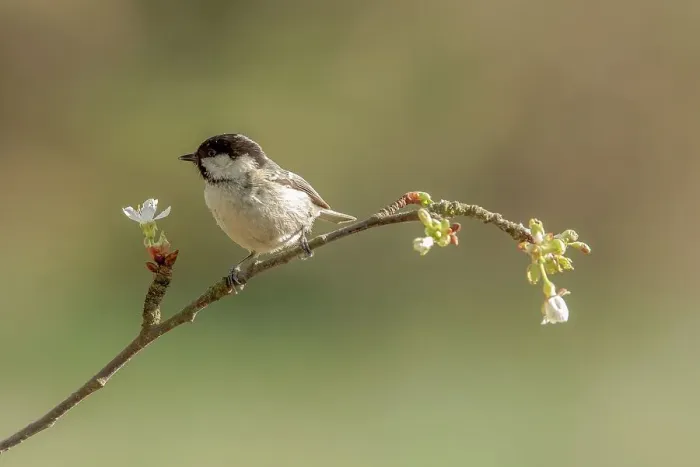 Framed Print : UK, Norfolk, Coal Tit (Parus aer) perching on cherry blossom twig Framed Print : UK, Norfolk, Coal Tit (Parus aer) perching on cherry blossom twig