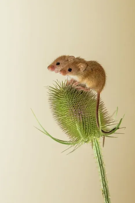 Framed Print : UK, Norfolk, Harvest Mice (Micromys minutus) on teazel