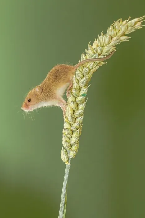 Framed Print : UK, Norfolk, Harvest Mouse (Micromys minutus) on Barley stalk