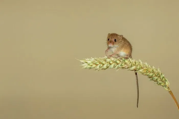 Framed Print : UK, Norfolk, Harvest Mouse (Micromys minutus) on Barley stalk Framed Print : UK, Norfolk, Harvest Mouse (Micromys minutus) on Barley stalk