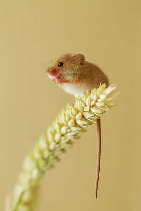 Framed Print : UK, Norfolk, Harvest Mouse (Micromys minutus) on Barley stalk Framed Print : UK, Norfolk, Harvest Mouse (Micromys minutus) on Barley stalk