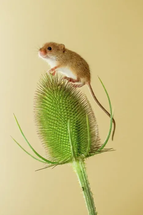 Framed Print : UK, Norfolk, Harvest Mouse (Micromys minutus) on teasel