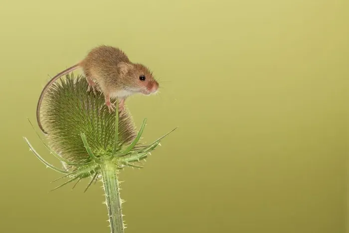 Framed Print : UK, Norfolk, Harvest Mouse (Micromys minutus) on teazel Framed Print : UK, Norfolk, Harvest Mouse (Micromys minutus) on teazel