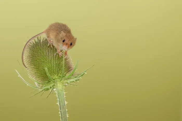 Framed Print : UK, Norfolk, Harvest Mouse (Micromys minutus) on teazel