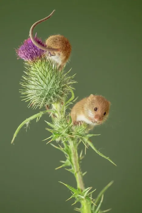 Framed Print : UK, Norfolk, Harvest Mouse (Micromys minutus) on thistle stalk Framed Print : UK, Norfolk, Harvest Mouse (Micromys minutus) on thistle stalk
