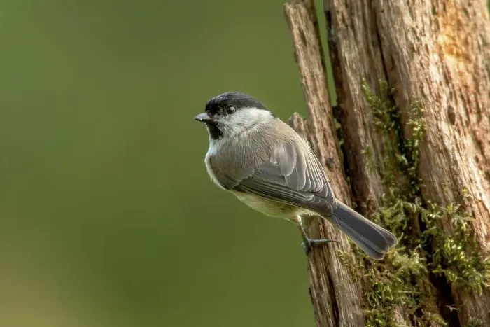 Framed Print : UK, Norfolk, Marsh Tit (Poecile palustris) perching on tree trunk