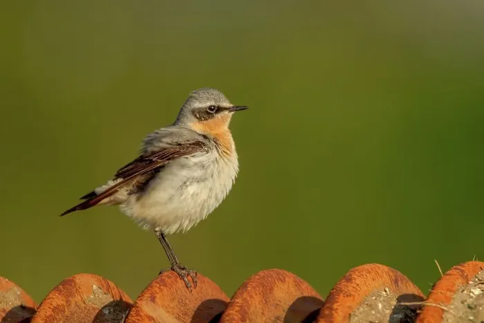 Framed Print : UK, Norfolk, (Northern) Wheatear (Oenanthe oenanthe) Male with ruffled plumage sitting on farm tractor plough Framed Print : UK, Norfolk, (Northern) Wheatear (Oenanthe oenanthe) Male with ruffled plumage sitting on farm tractor plough