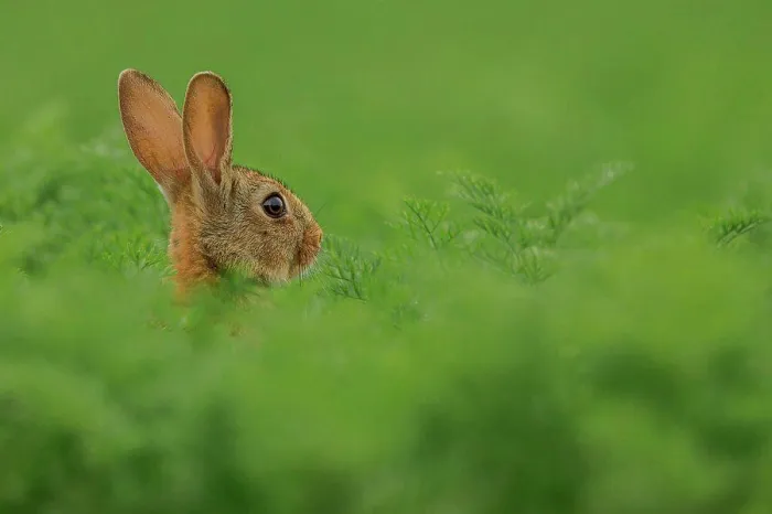 Framed Print : UK, Norfolk, Rabbit (Oryctolagus cuniculus) Alert and cautious in carrot field, isolated green background Framed Print : UK, Norfolk, Rabbit (Oryctolagus cuniculus) Alert and cautious in carrot field, isolated green background